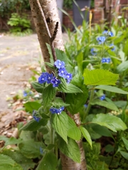 Pentaglottis sempervirens