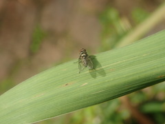Diptera