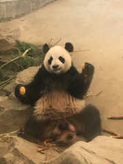 Ailuropoda melanoleuca