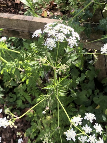 Anthriscus sylvestris iNat (3)