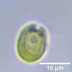 Chlamydomonadales