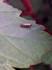Micropterix tunbergella