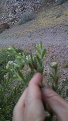 Hippodamia convergens