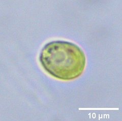 Chlamydomonadales