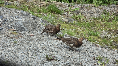 Willow Ptarmigan
