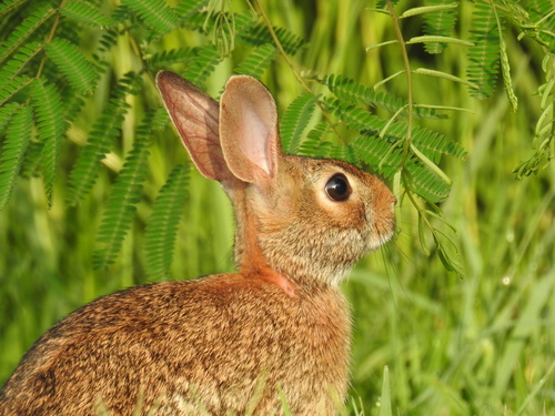 Eastern Cottontail photographed in Virginia