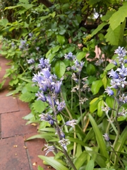 Hyacinthoides