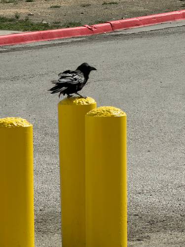 Common Raven