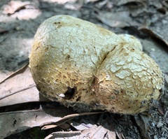 Scleroderma flavidum