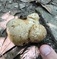 Scleroderma flavidum