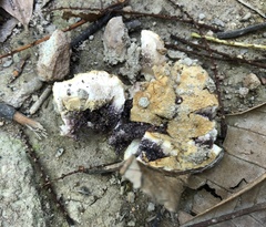Scleroderma flavidum