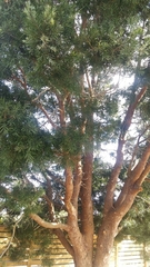 Afrocarpus falcatus