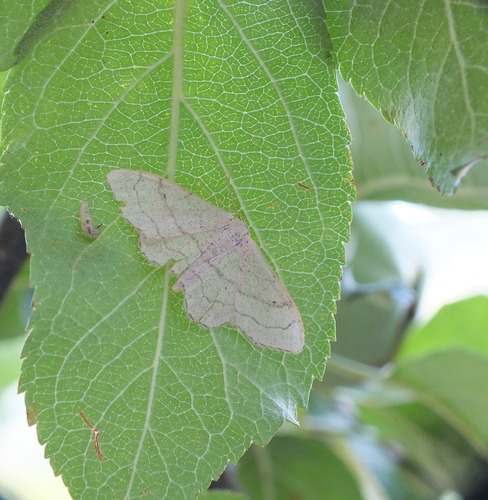 Riband Wave