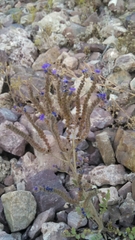 Phacelia crenulata crenulata
