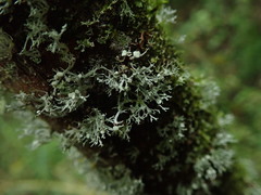 Ramalina unilateralis
