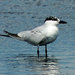 North American Gull-billed Tern - Photo (c) leppyone (Vincent P. Lucas), some rights reserved (CC BY)