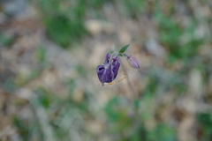 Aquilegia nigricans