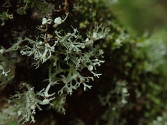 Ramalina unilateralis