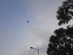 Milvus migrans migrans