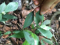 Psychotria horizontalis