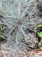Festuca glauca