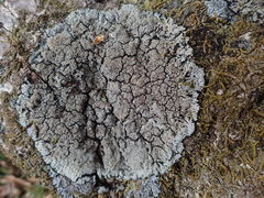 Lepidocollema brisbanense