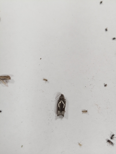White-foot Bell