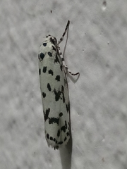 Ethmia notatella