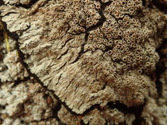 Lepidocollema brisbanense