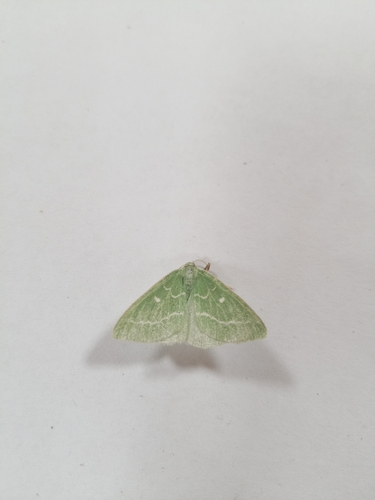 Essex Emerald