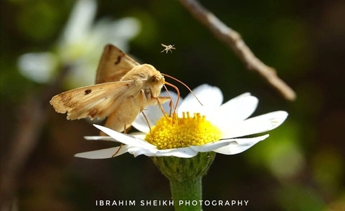 The Bordered Straw