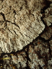 Lepidocollema brisbanense