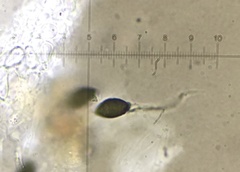 Cercophora silvatica