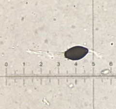 Cercophora silvatica