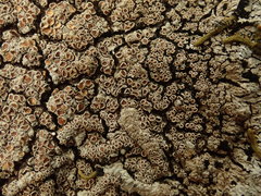 Lepidocollema brisbanense