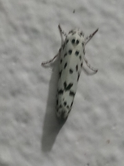 Ethmia notatella