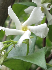 Trachelospermum jasminoides