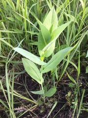 Rudbeckia amplexicaulis