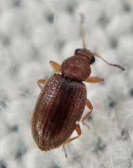 Corticarina similata