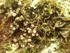 Collema leucocarpum