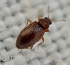 Corticarina similata