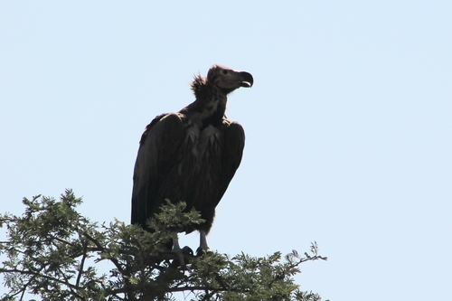 Lappet-faced Vulture