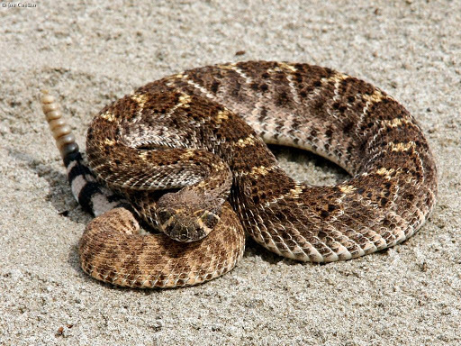 Western Diamond-backed Rattlesnake from Ruby, Arizona on September 4 ...