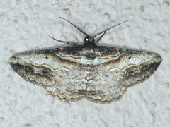 Syneora euboliaria