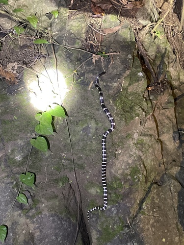 Many-banded Krait