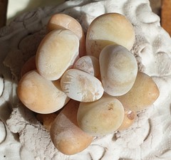 Lithops