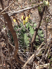 Ferocactus herrerae