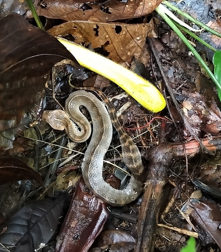 Acanthophis antarcticus observed 2025-09-13