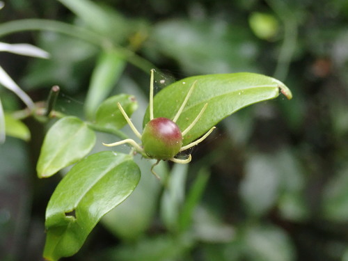 Jasminum nervosum (Jasminum nervosum)