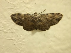 Pseudocollix hyperythra